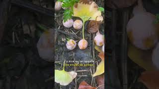 Cest La Saison Du Ginkgo Biloba