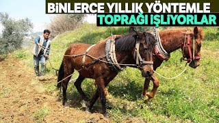 Aydın’da Çiftçiler Tarlaları Karasaban ile İşliyor