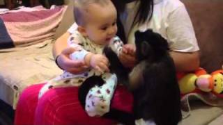 Monkey Being Spanked..