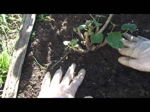 Baby rosebud пеларгония Baby rosebud пеларгония