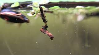 Case-Carrying Aquatic Worms (Dero) with Beetle