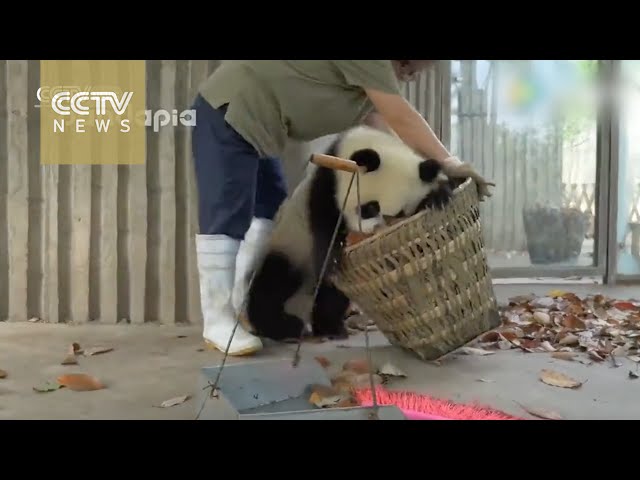 Pandas Mess With Staff As They Attempt To Clean - Video