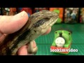 Thomas The Tank & Sleeping Dinosaur Lullaby AMAZING CUTE NATURE VIDEO