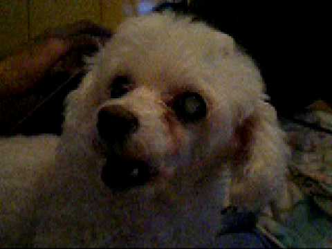 buscar cachorro com a morena fudendo com cachorro mulher chupando pau
