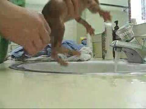 Treatment for ringworm treatment for ringworm. Treatment for ringworm