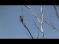 NEOTROPIC CORMORANT