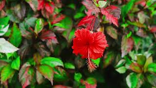Plents Flowers Beautiful Worl Name Flower Ep 1