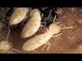 bugs