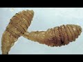 bugs
