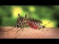 bugs
