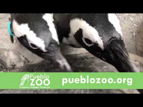 Visit the Pueblo Zoo