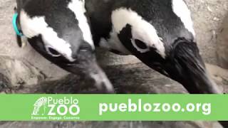Visit the Pueblo Zoo