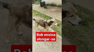 Vamos Alongar-Se Com Bob Cão Amigo Cachorro Vira Lata Fofo E Simpático, Canta Junto