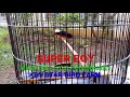 Murai Batu Sang Jawara From Penangkaran KDV Star Bird Farm - Gacor Full