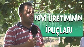 Kivi Üretiminin İpuçları - Meyveci