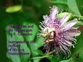 Passion Flower