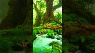 Doğadan Huzur Veren Videolar Serisi İnsan Ruhunu Rahatlatan, Zihni Sakin Tutan Doğadan Videolar