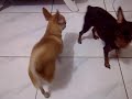 Bella Lagi Nafsu Sm Milo images Bella Lagi Nafsu Sm Milo
