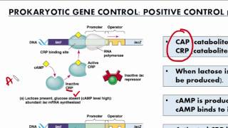 Gr 12 Gene Control Science Video Tutorial