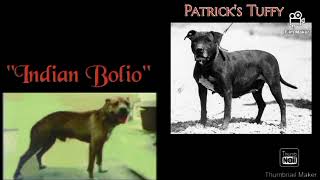 Big Scratch Talk Bolio Yard Starters