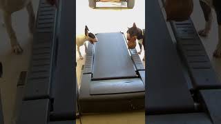 Bullterrier