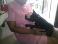 pijat pijat reflexi ala kucing hitam ( anak nyenye )