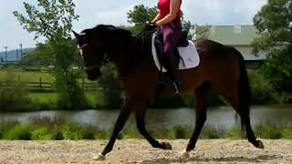 Pip 2007 Tb