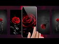 Red Rose Live Wallpapers for android!