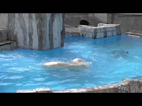 プールで遊ぶホッキョクグマ~Polar bears in pool