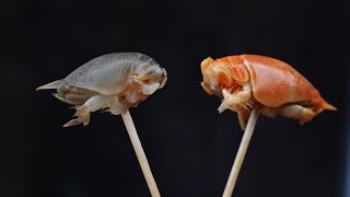 Do sand FLEAS taste good?? Do sand FLEAS taste good??