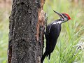 Maramkothi Paravai | Woodpecker bird in action | மரம்கொத்தி பறவை