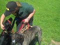 Dogs Trust Bridgend: Jolly