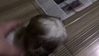 Trixie Farts On My Face? Trixie The Shihtzu