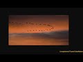 Sarah McLachlan - Blackbird