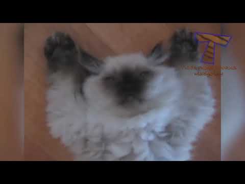 You will LAUGH SO HARD that YOU WILL FAINT FUNNY CAT