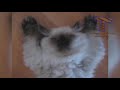 You will LAUGH SO HARD that YOU WILL FAINT FUNNY CAT