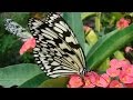 Butterfly Biochore,Jinshi Lake,Kaohsiung,Taiwan 高雄金獅湖風景區蝴蝶園