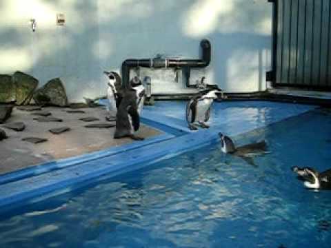 フンボルトペンギン その３ - 川崎市 夢見ヶ崎動物公園