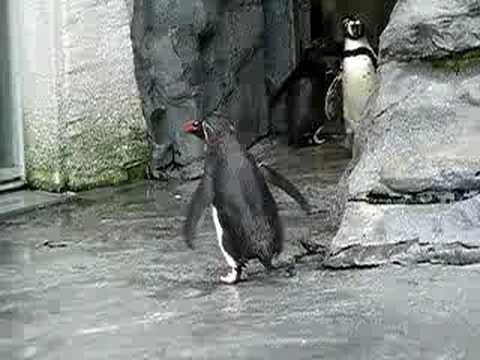旭山動物園～ペンギンの陸上闊歩～