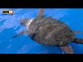 Mondial: Une tortue prédit la victoire du Brésil jeudi - 11/06