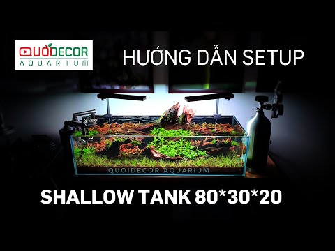 Hồ thuỷ sinh siêu trong shallow tank 80x30x20cm - Hướng dẫn setup chi tiết - Quoidecor