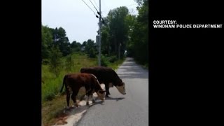 These cows are "resisting arrest"