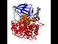 Vitamin B12 And Human Insulin B Chain (B22-B30) Tether Bound In Transcobalamin(II)