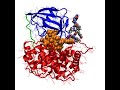 Vitamin B12 And Human Insulin B Chain (B22-B30) Tether Bound In Transcobalamin(II)