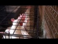 Rescue 140: Giving Hens a Second Chance at Life