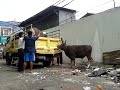 Sapi Baiturahmi Ngamuk images Sapi Baiturahmi Ngamuk