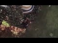 Video Eva Longoria : La chute ! Desperate Housewife - Saison 6 Episode 2