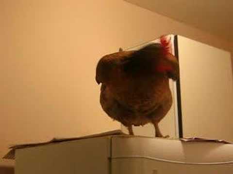 funny chicken pictures. A funny Chicken go to bed