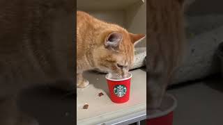Starbucks creates holiday joy for homeless animals!