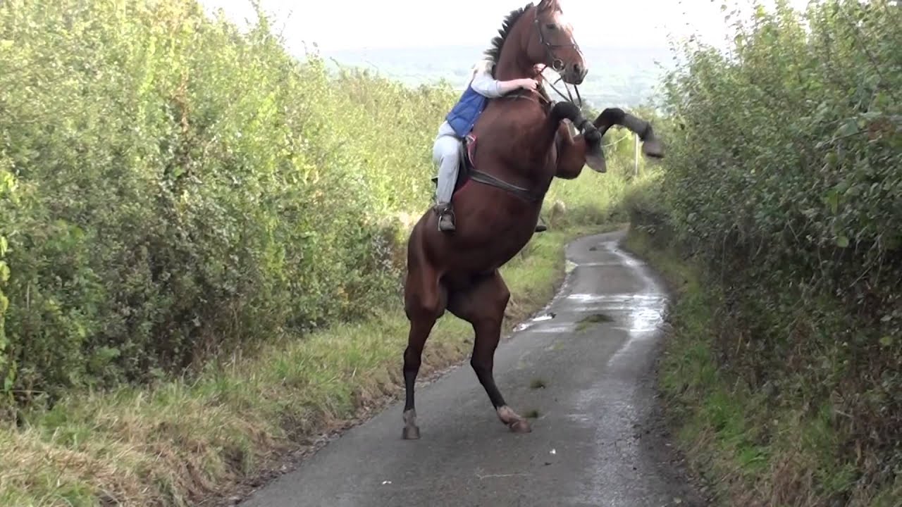 2019 year - How to Get Your Horse Used to a Show Atmosphere 2019 year